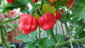 Trinidad Pepper Seeds for Planting, 100 pcs